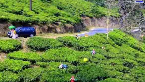 海的茶叶，品味海：探索当地的茶叶文化