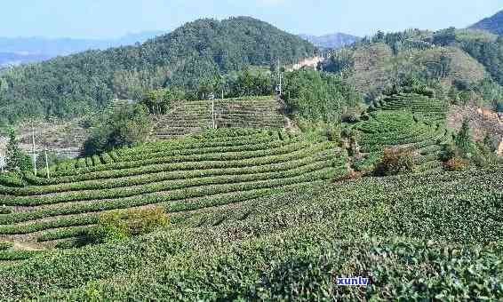 漳平茶叶属于什么茶种？福建漳平有哪些知名茶叶？