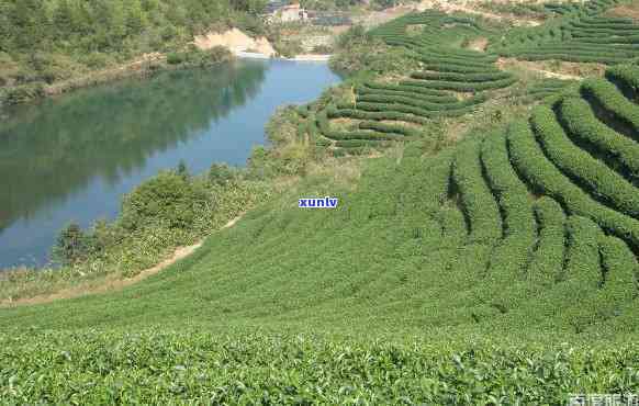 漳平茶叶属于什么茶-漳平茶叶属于什么茶类