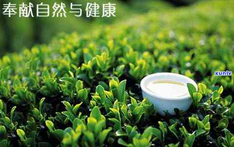 剑豪茶叶属于什么茶-天柱剑豪茶叶属于什么茶