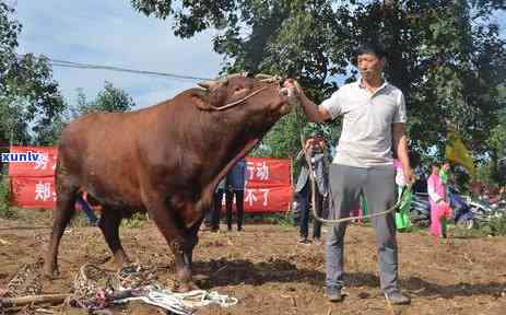 牛肉茶叶属于什么茶叶，牛肉茶叶：探寻这款独特茶叶的品种与口感