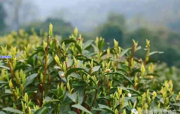 江山茶里春的意思，江山茶里，品味春天的美好