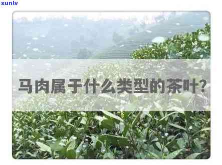 马肉茶叶属于什么茶类，揭秘茶叶新品种：马肉茶叶属于哪一类？