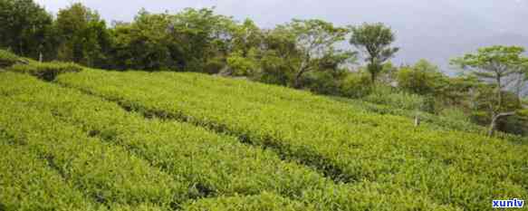 成片的茶叶是什么茶-成片的茶叶是什么茶叶