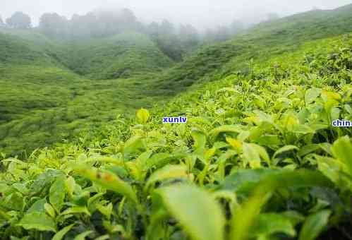 大宝峰茶叶是什么茶种？福建大宝峰茶叶股份、大宝峰有机茶厂、大宝峰园介绍与评价