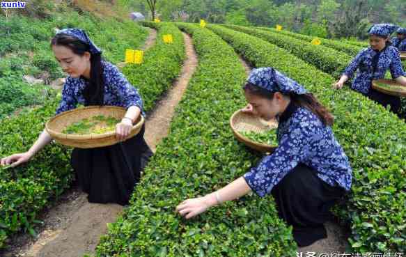 乡下茶叶是绿茶吗？探究其品种与名称来源