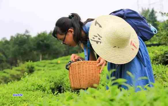 下乡的味道茶叶，回归自然：体验下乡的味道，品味茶叶的纯粹