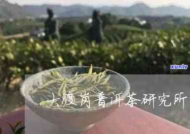 大渡岗普洱茶是真的么，揭秘大渡岗普洱茶真伪：你喝到的是真的吗？