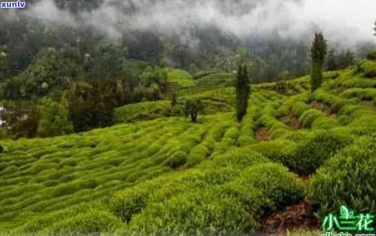 雁荡茶叶属于什么茶-雁荡茶叶属于什么茶类