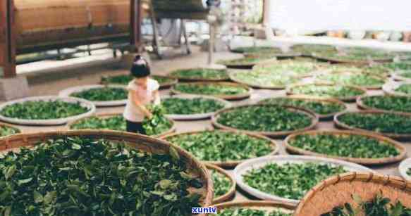 带茶叶标志是什么茶类，揭秘茶叶标志：带你了解不同茶类的标识