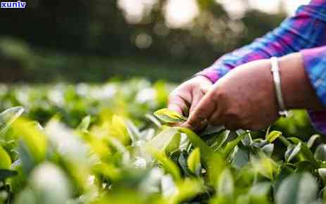 发黑的茶叶是什么茶做的？颜色发黑的茶叶能喝吗？