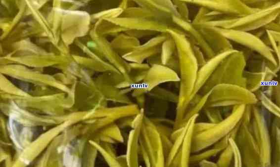 茶叶黄芽是什么意思，探秘茶叶世界：什么是黄芽？