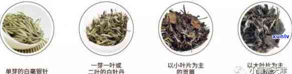 打结的茶叶是什么茶种？图解及作用全解析