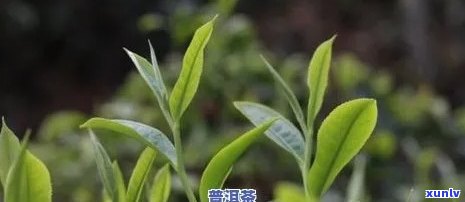 茶叶大金芽：种类、图片及功效全解析！