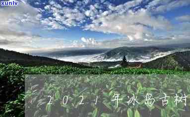 冰岛古树茶成长海拔-冰岛古树茶产量