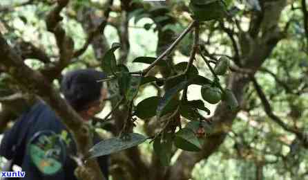 冰岛茶哪个山头的，寻找冰岛茶叶：揭秘各山头的特色和优劣