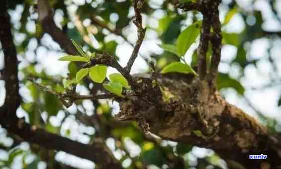 冰岛古树茶是什么意思，探究“冰岛古树茶”的含义与来源