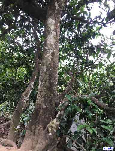 冰岛茶王树品种介绍-冰岛茶王树品种介绍图片