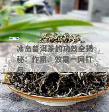 冰岛茶的秘密是什么-冰岛茶的由来和功效