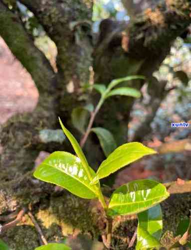 勐库早春玉露：口、普洱茶、古树茶全解析