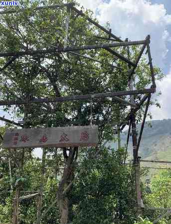 冰岛地界古树茶口感特点：十年后口感如何？探究糯茶特点与地界茶特性，全面了解冰岛地界茶含义及普洱茶口感。