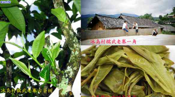 冰岛地界古树茶口感特点：十年后口感如何？探究糯茶特点与地界茶特性，全面了解冰岛地界茶含义及普洱茶口感。