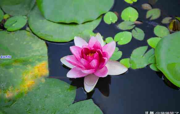 花开随缘是什么意思，解密“花开随缘”：含义与生活哲理