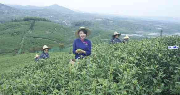 江溧阳产什么茶叶好，探索江溧阳的优质茶叶，揭秘当地特产