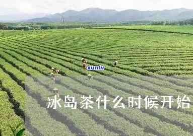 冰岛秋茶的开采时间-冰岛秋茶的开采时间是多少