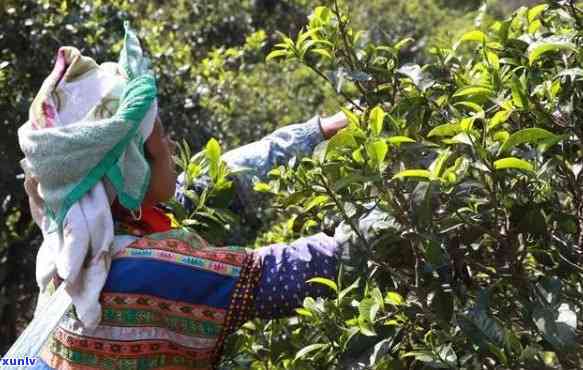 冰岛秋茶的开采时间-冰岛秋茶的开采时间是多少