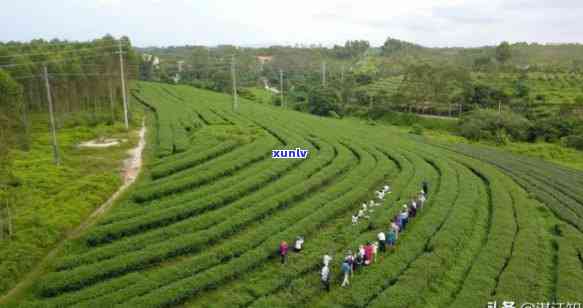 广东茂名有哪些特色茶叶特产？了解茂名的茶叶文化与历