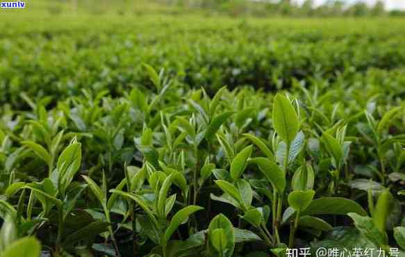 广东茂名有什么茶叶品种，探秘广东茂名：了解当地丰富的茶叶品种