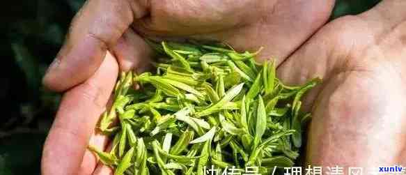 江宜兴产什么茶叶最多，探秘江宜兴：最产的茶叶是什么？