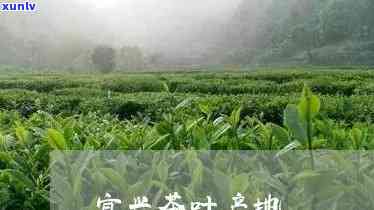 江宜兴产什么茶叶最多，探秘江宜兴：最产的茶叶是什么？