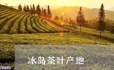 冰岛茶农原产地做茶-冰岛茶农原产地做茶叶怎么样