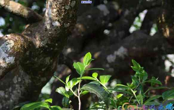 冰岛老寨茶王树采摘-冰岛老寨茶王树采摘时间