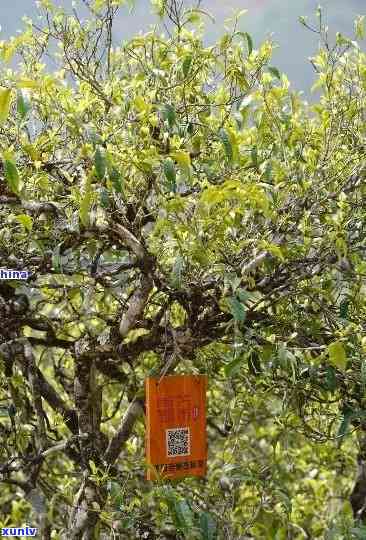 冰岛古树茶图片大全高清，探索神秘的北风味：高清冰岛古树茶图片大全