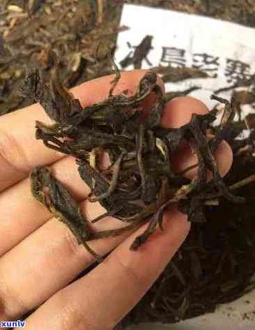 冰岛古树茶化石图片大全，探索神秘的古老世界：冰岛古树茶化石图片大全