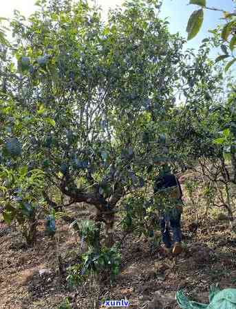 歪坝冰岛箐中古树茶-冰岛坝歪古树茶的特点