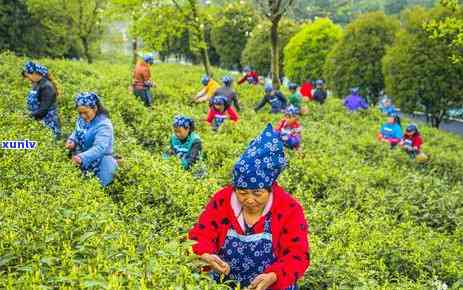 春适合喝什么茶叶-春适合喝什么茶叶