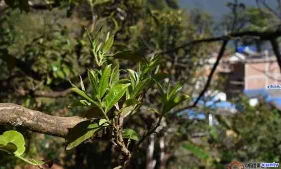 云南冰岛古树茶树图片，探索云南独特魅力：欣冰岛古树茶树的壮美图片