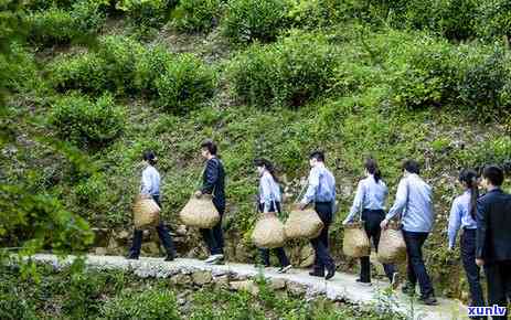 好的茶叶一克多少钱一斤，茶叶价格解析：一克好的茶叶值多少？