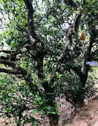 临沧冰岛古树茶多少钱一斤，《揭秘临沧冰岛古树茶价格：一斤要多少钱？》