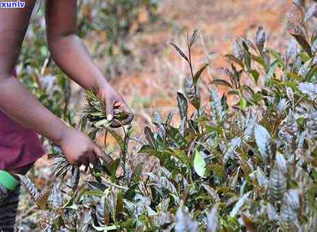 紫茶叶多少钱一盒湖北？了解紫茶的价格、礼盒装及是否为绿茶