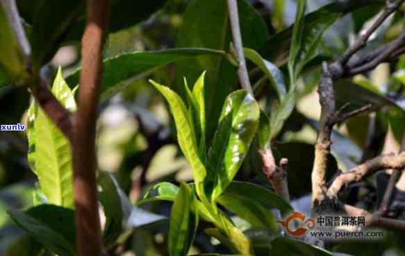 冰岛老树茶的特点：介绍、特点及价格，以及厂家评价