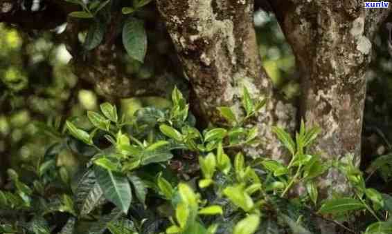 冰岛古树森林茶怎样-冰岛古树森林茶怎样冲泡