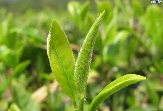 嫩芽之初茶叶多少钱-嫩芽之初茶叶多少钱一盒