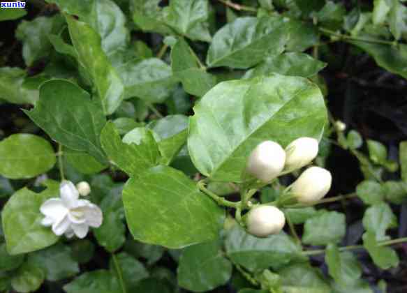 茉莉飘香茶叶多少钱-茉莉飘香茶叶多少钱一斤