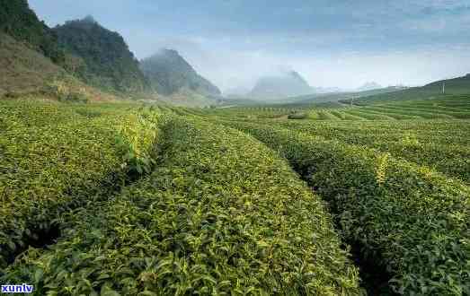 依山傍水茶叶多少钱-依山傍水茶叶多少钱一斤