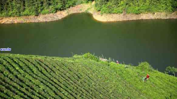 依山傍水茶叶多少钱-依山傍水茶叶多少钱一斤